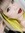 Vi