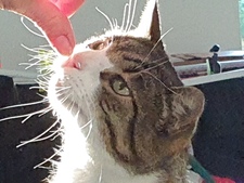 Anne-sofie Otterstrøm