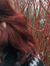 Giedrė