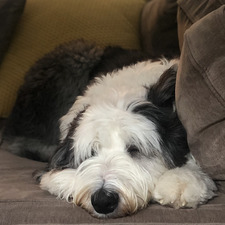 Alexandra Rose Piper