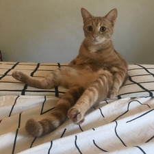 Kevin