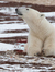Polar Bear Lover