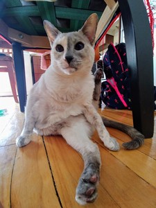 Daphne