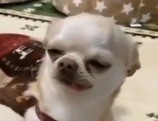 Kami