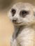 Meerkat_42