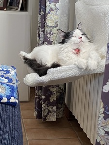 Carlotta Quattrocolo