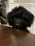 Savion