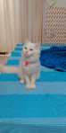 Nishtha