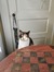 Lucy