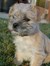 Hailey
