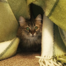 Ідея Олександрівна