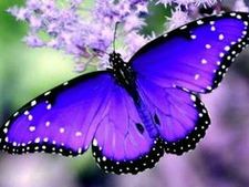 Amy Grogan