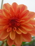 Karen Lowe