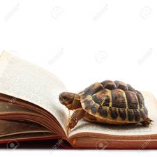 La Tortuga