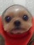 Jaxi