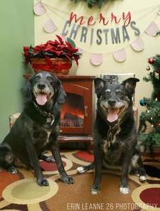 Corgi Obsessed Bookworm