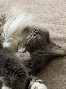 Виктор Заборовский