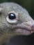 treeshrew
