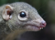 treeshrew