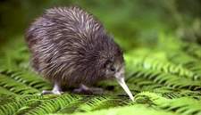 Winged Kiwi