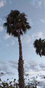 Pilar