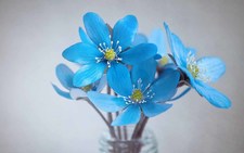 Anjanette Wattenberg