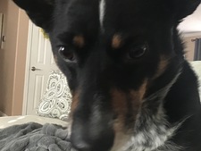 Bev