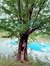 Bijal Ooka