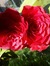 Gitte