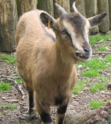 Daniel