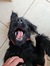 Ross