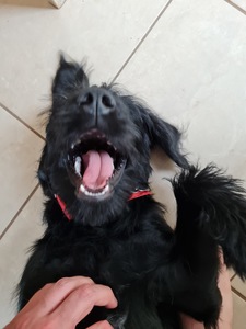 Ross