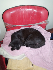 Kaan Muhammet Şahin