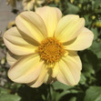 Sapna