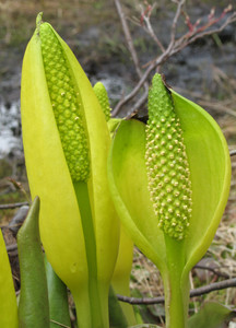 Bog