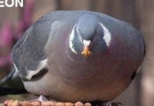 Pigeon