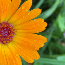 مصباح الهدى