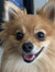 Meesha