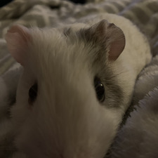 Bailey Bug