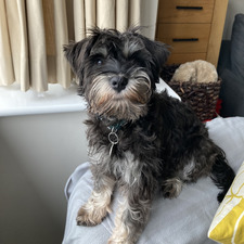 libs (taylor’s version)