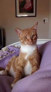 Morgan Brynna MacGhee