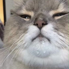 Cristofer Fores hitt