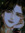 chihirogue