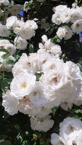 Даниела Събчева