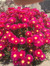 Rosemarie