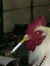 Jon   f. the Chicken