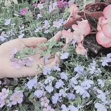 Elise (Taylor’s version)