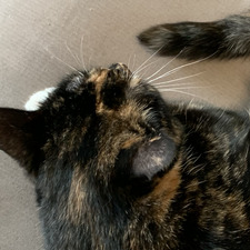 カデンサ ( cadence)