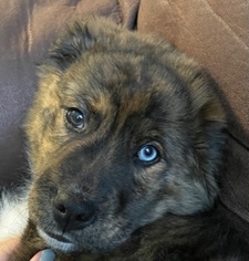 Elli