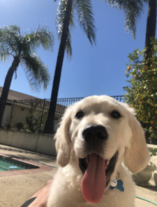 Michaele Francesco Corbisiero